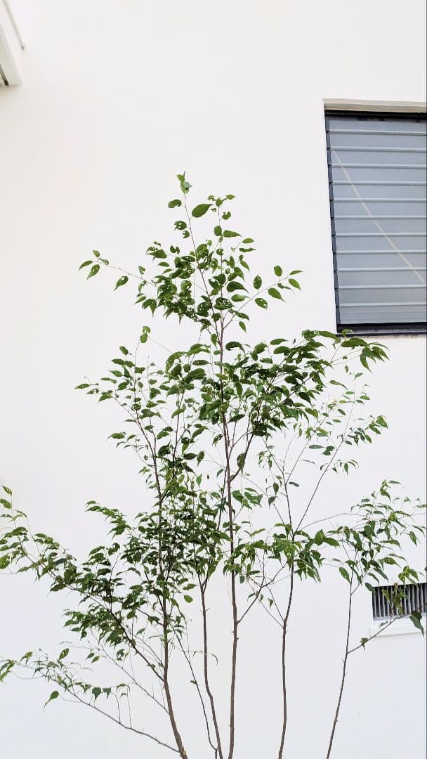 優秀。山採りハイノキ。