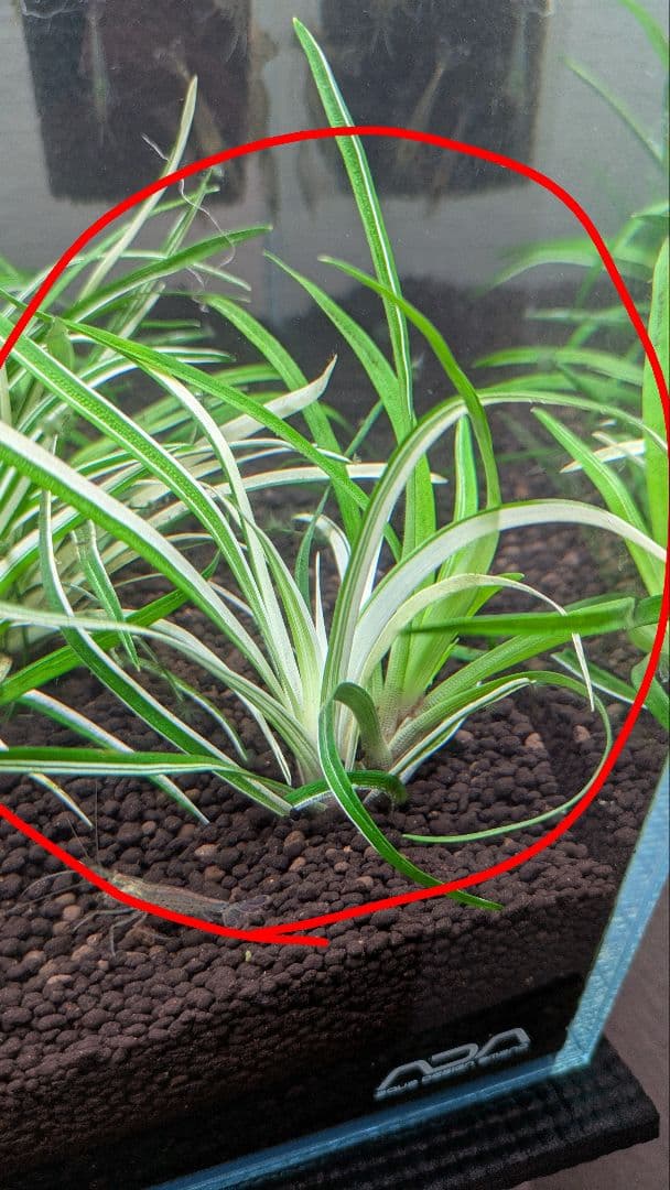 【超希少】 ホシクサ・クチホワイト 水中葉2株 　おまけ付き