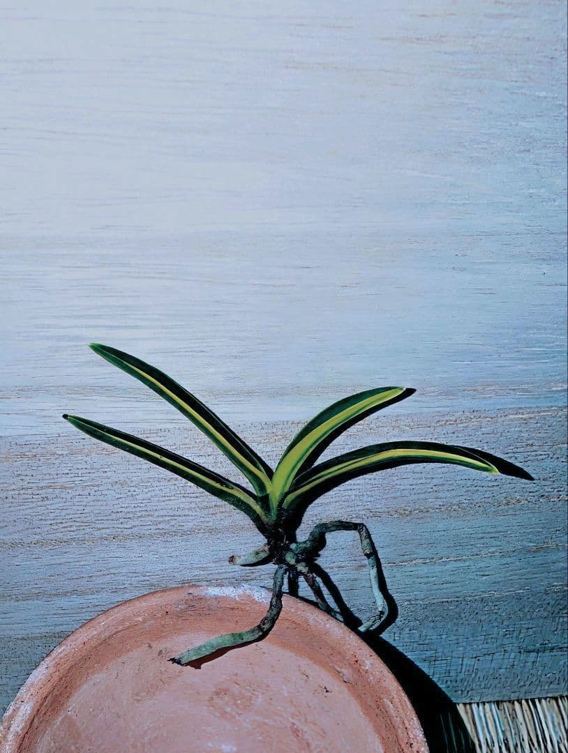 【♪金・黒祭り♪】富貴蘭　金牡丹縞（極）