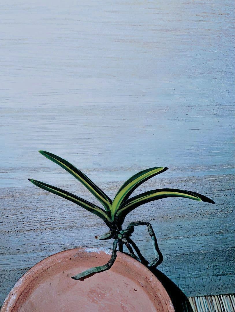 【♪金・黒祭り♪】富貴蘭　金牡丹縞（極）