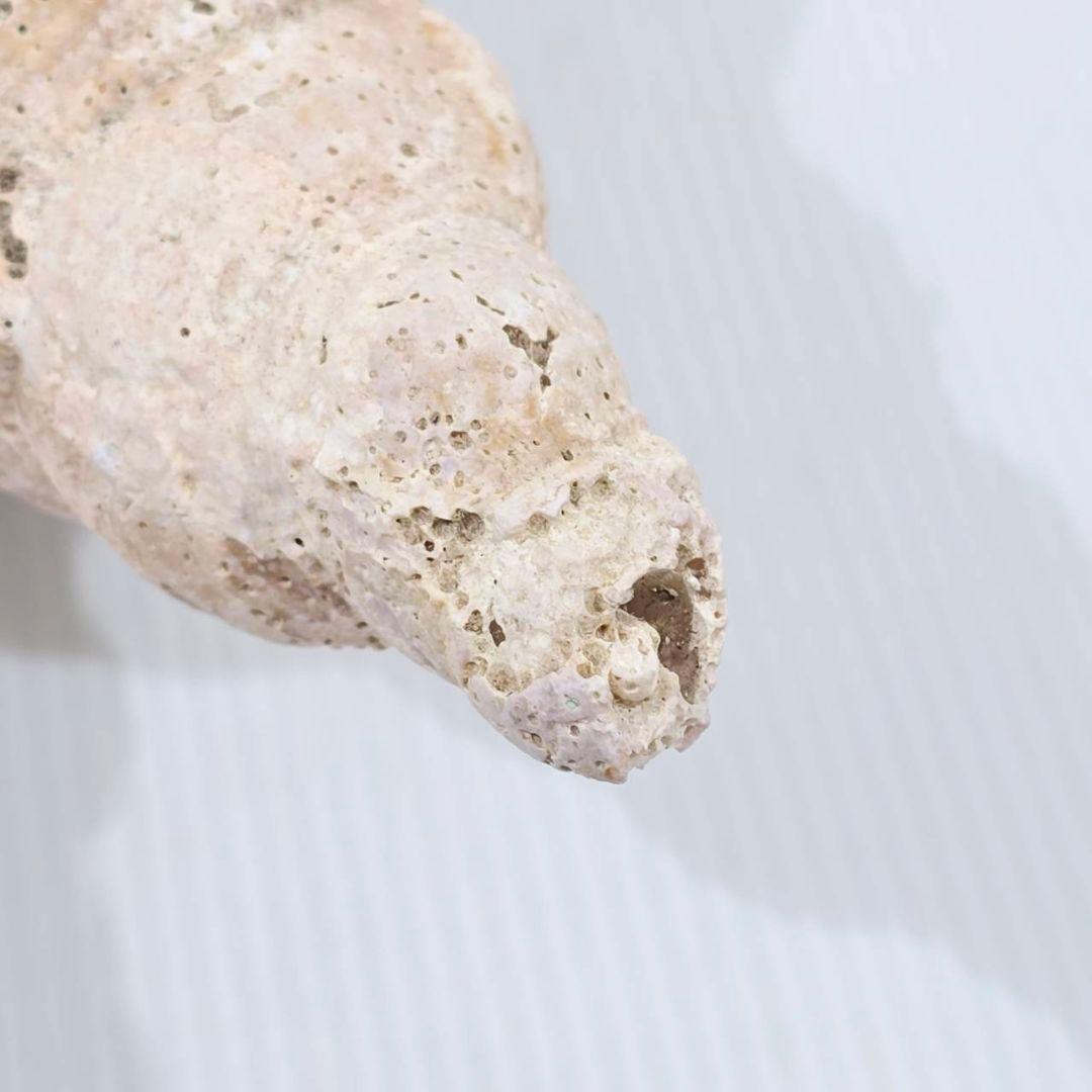 法螺貝 魔除け ほら貝 ホラ貝 30cm オブジェ