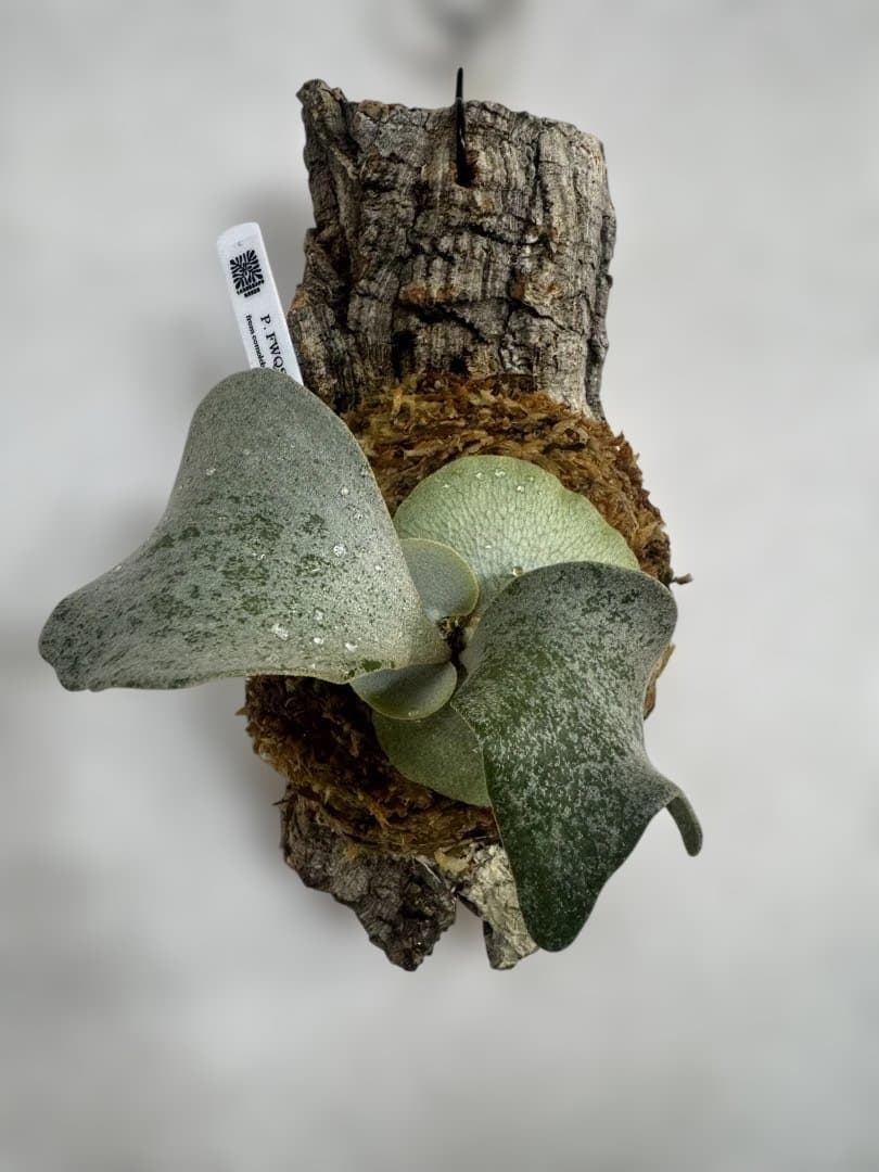 P. FWSQ FW ビカクシダ　OC株　株分　コルク 長期養生株