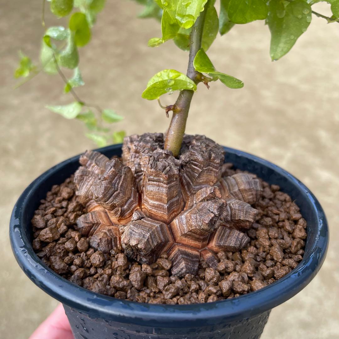 亀甲竜　4号鉢　ディオスコレア　塊根植物　観葉植物