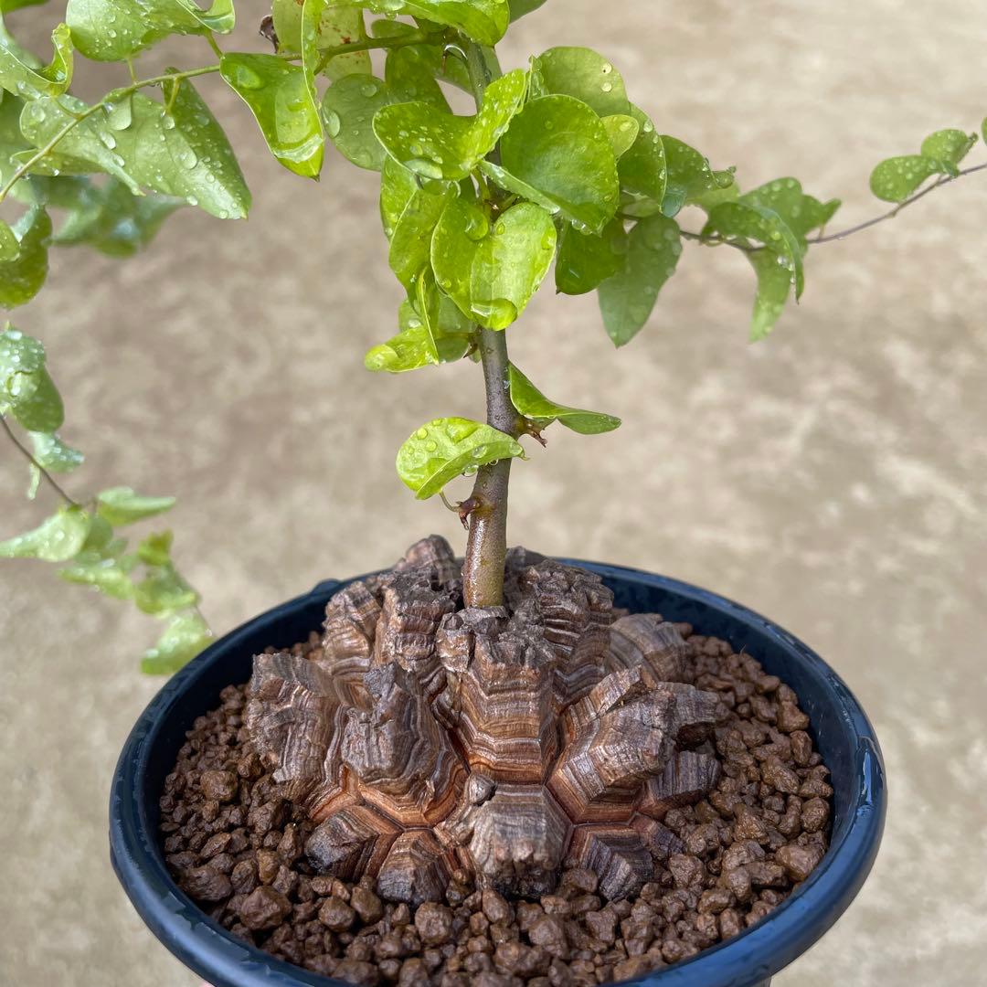 亀甲竜　4号鉢　ディオスコレア　塊根植物　観葉植物