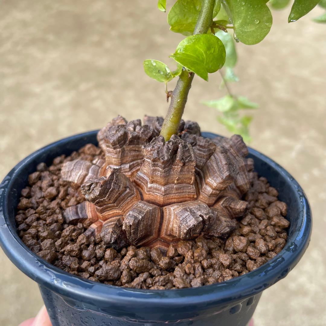 亀甲竜　4号鉢　ディオスコレア　塊根植物　観葉植物