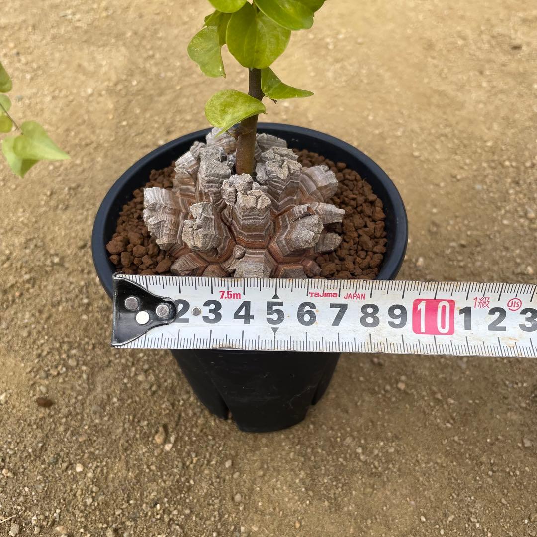 亀甲竜　4号鉢　ディオスコレア　塊根植物　観葉植物