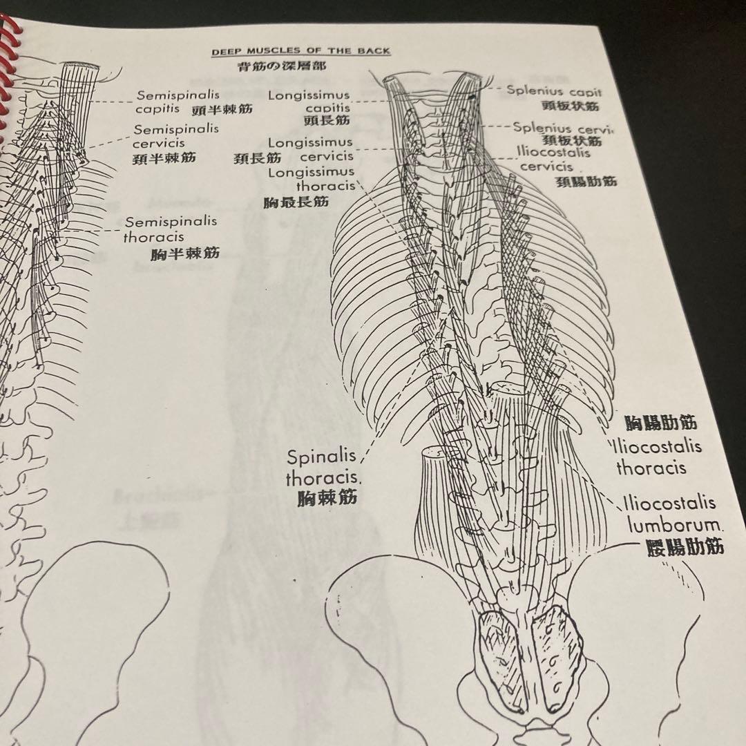 アメリカカイロプラクティック大学セミナーノート！超貴重！ 日本人向け。