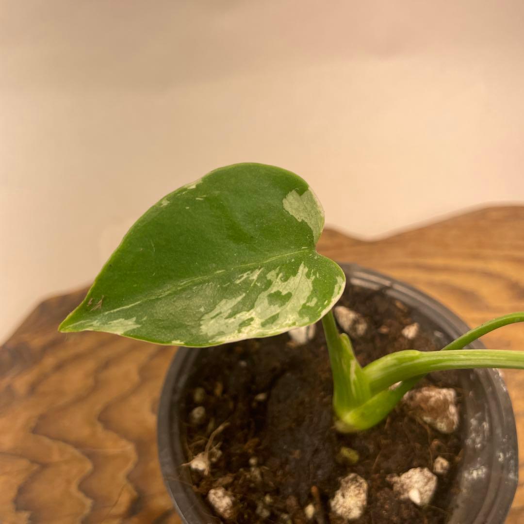 六*ん様 a31品種保証！斑入り保証！Bulbasaurモンステラ バルバソー