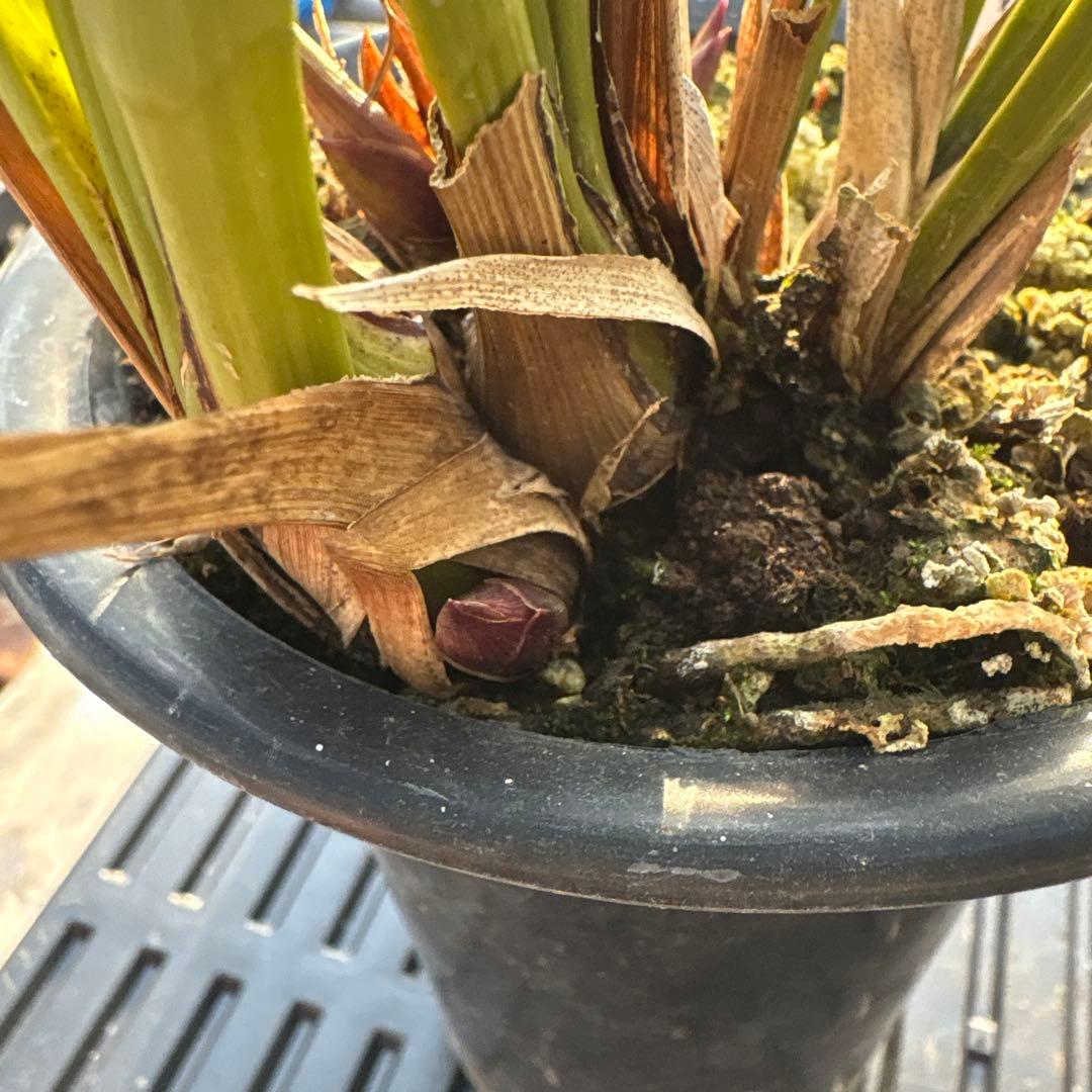 キンリョウヘン原種　2鉢セット　花芽計8付