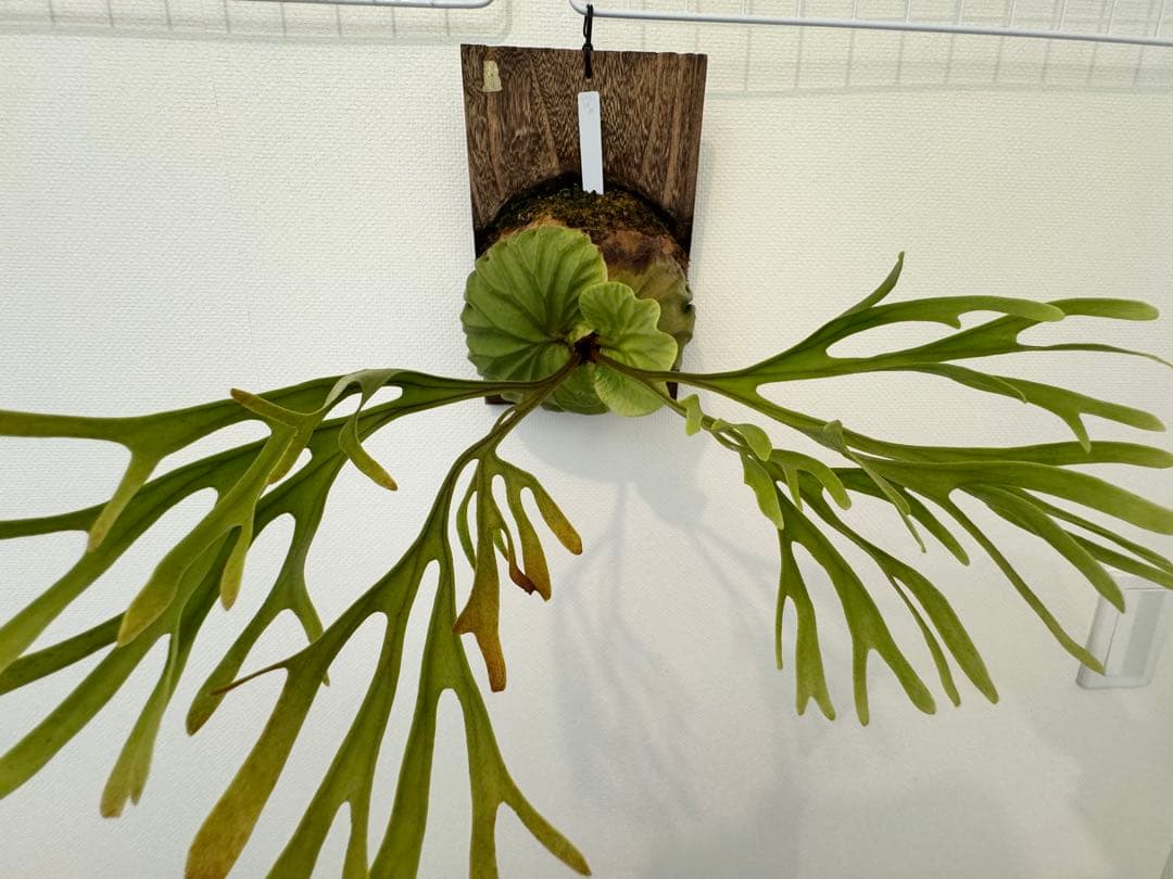 リドレイ　パカラン　スポア