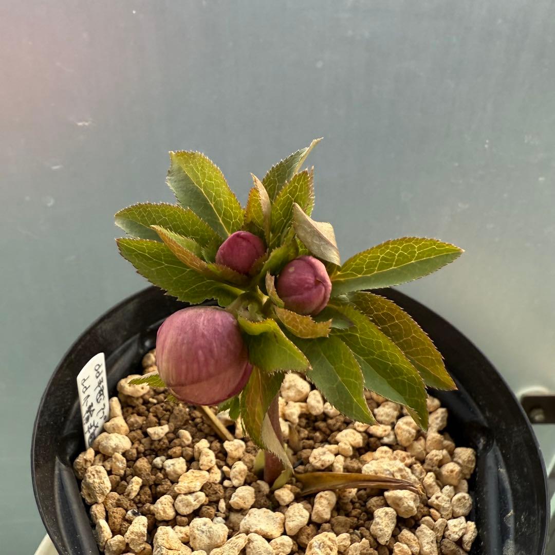 ま*こ様 クリスマスローズ 『小輪 手毬交配 ddアプリコットクリーム』