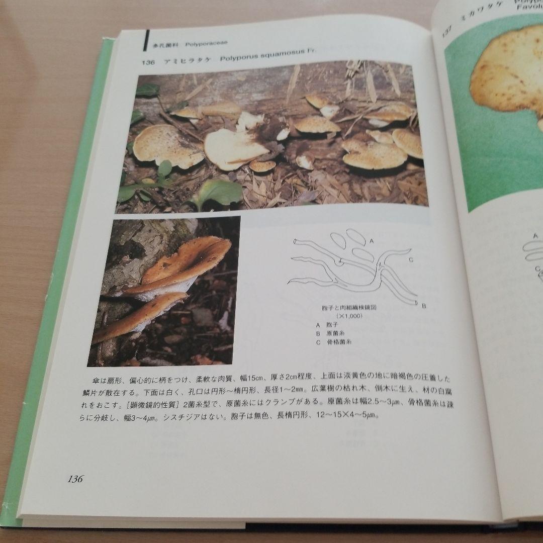 猿の腰掛け類　きのこ図鑑