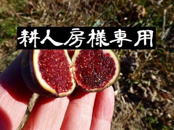 耕人房　果樹　イチジクの穂木各種
