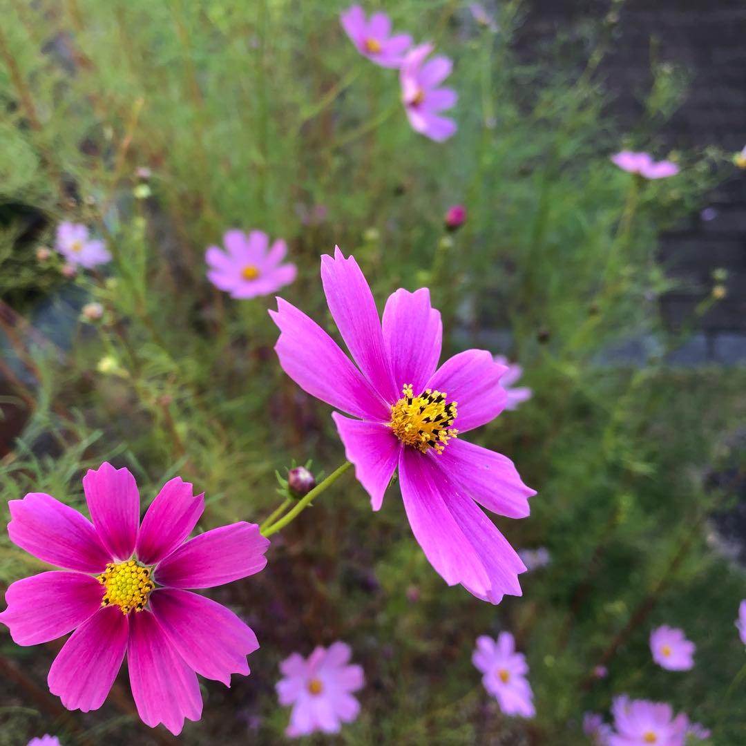 こちらは専用ページです❗️千羽鶴完成品・５つ