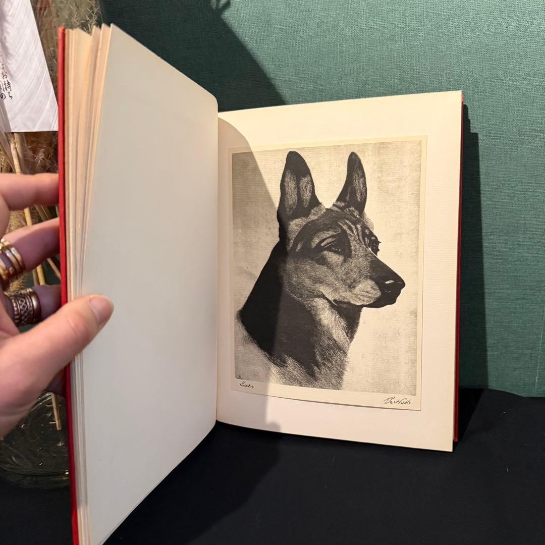 1931年出版 エッチング 犬 BERT COBB アメリカ