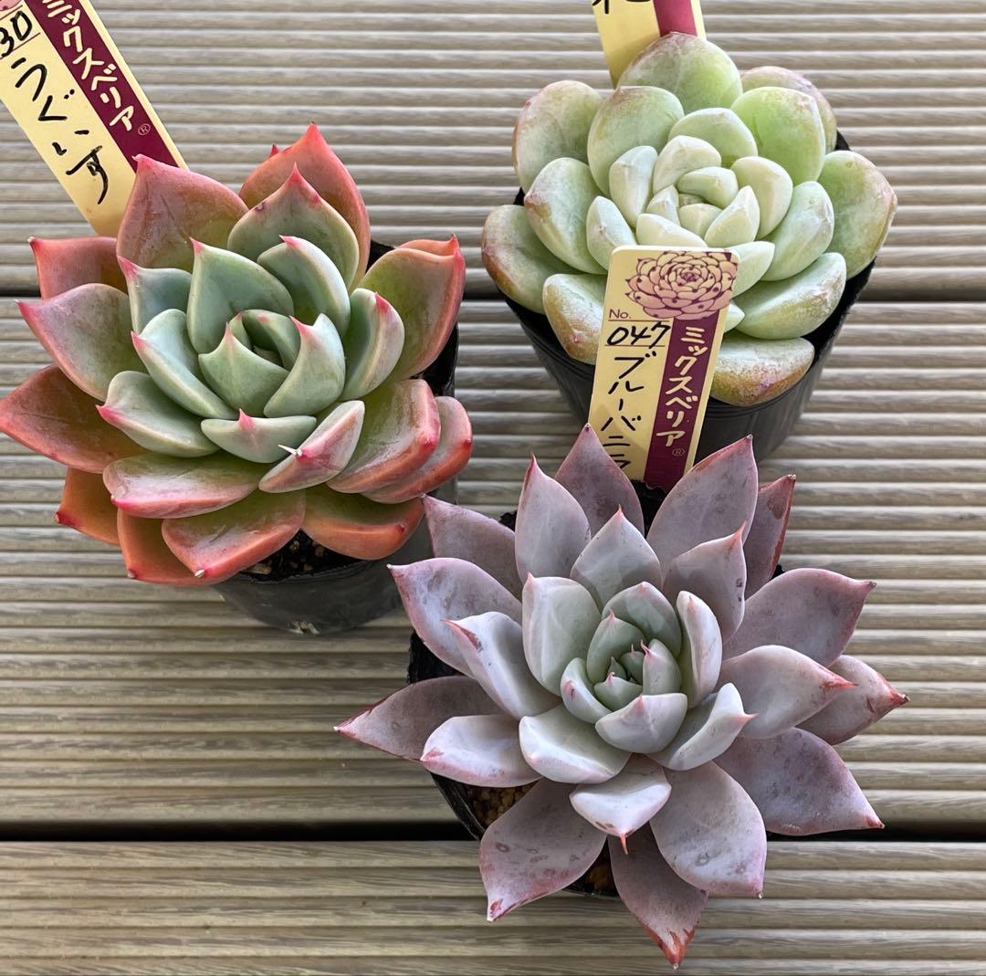 うぐいす　雲の花　ブルーバニラ　札付き　おらいさんミックスベリア　多肉植物