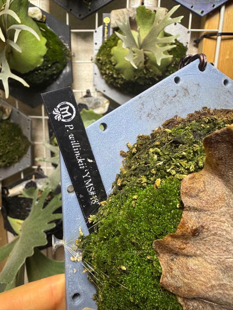 willinckii yms #18 ビカクシダ