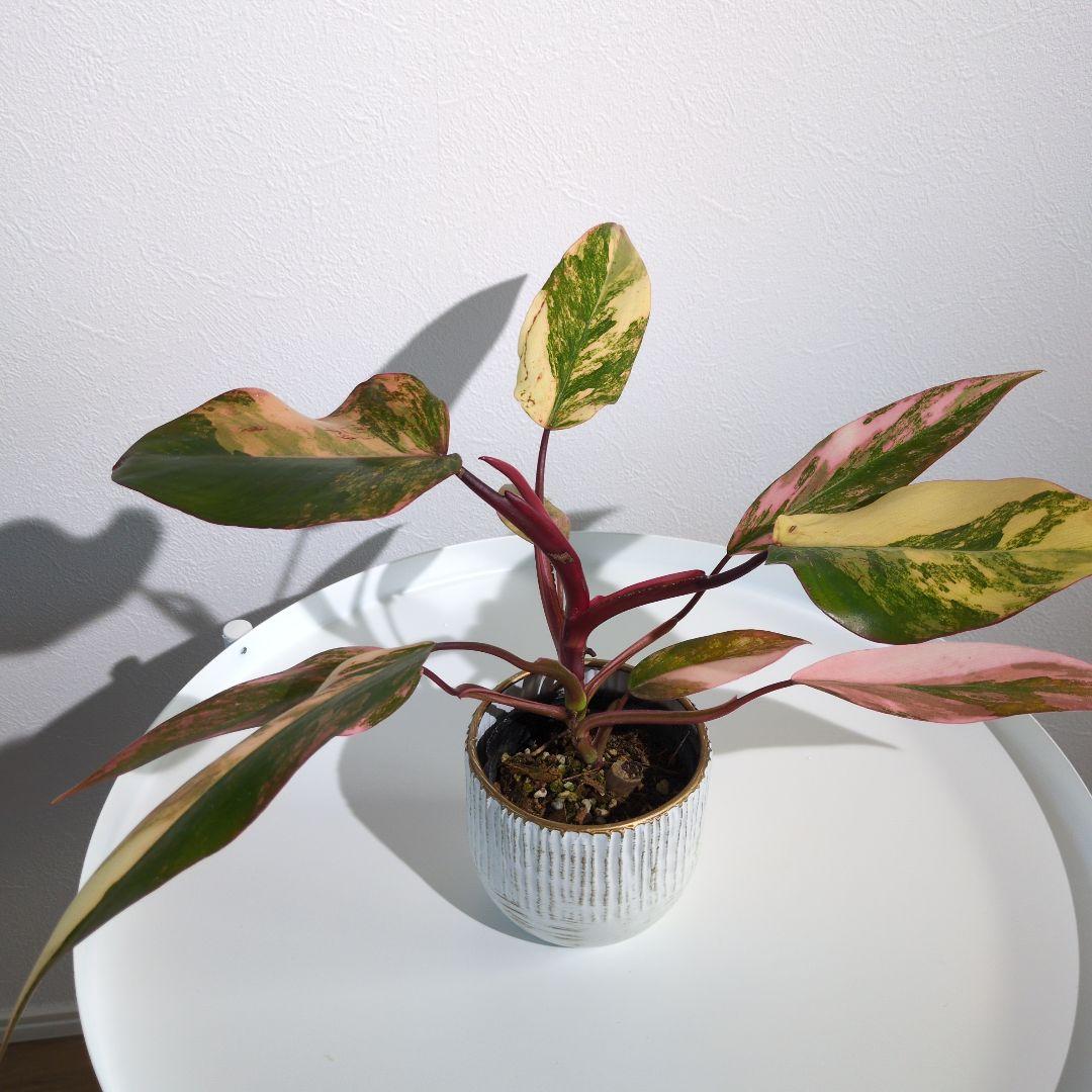 コ*コ様 【美斑・極株】フィロデンドロン ストロベリーシェイク /メルカリ便