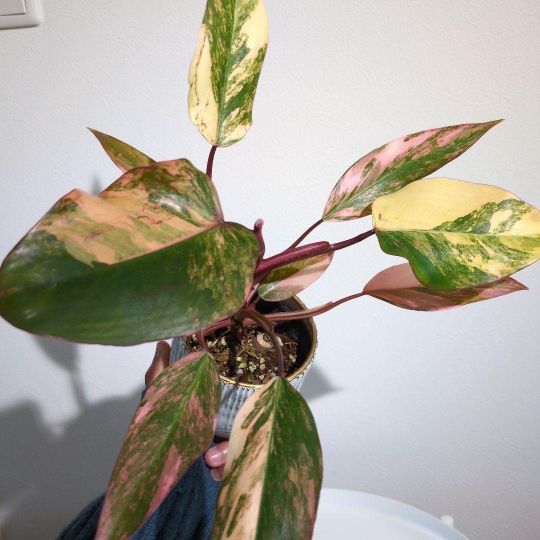 コ*コ様 【美斑・極株】フィロデンドロン ストロベリーシェイク /メルカリ便