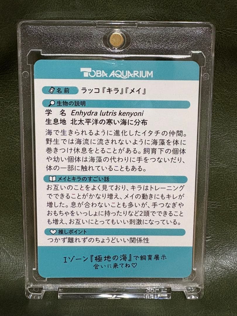 鳥羽水族館　70周年記念　コレクションカード　レアカード　メイ　キラ