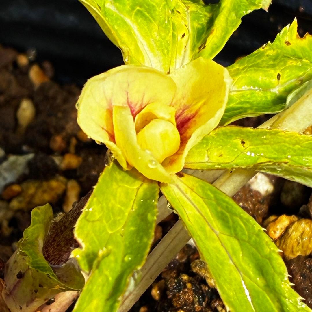 r*o様 3490☘️蕾花付き☘️極上☘️⭐️小輪⭐️ ハートSD⭐️オーレア⭐