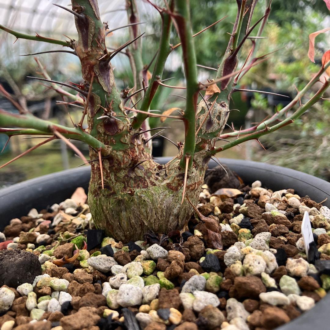 フォークイエリア ファシクラータ