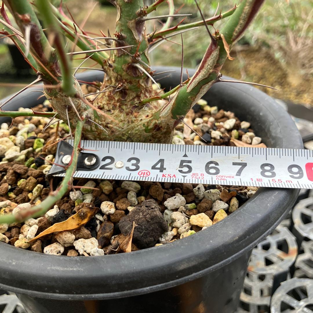 フォークイエリア ファシクラータ