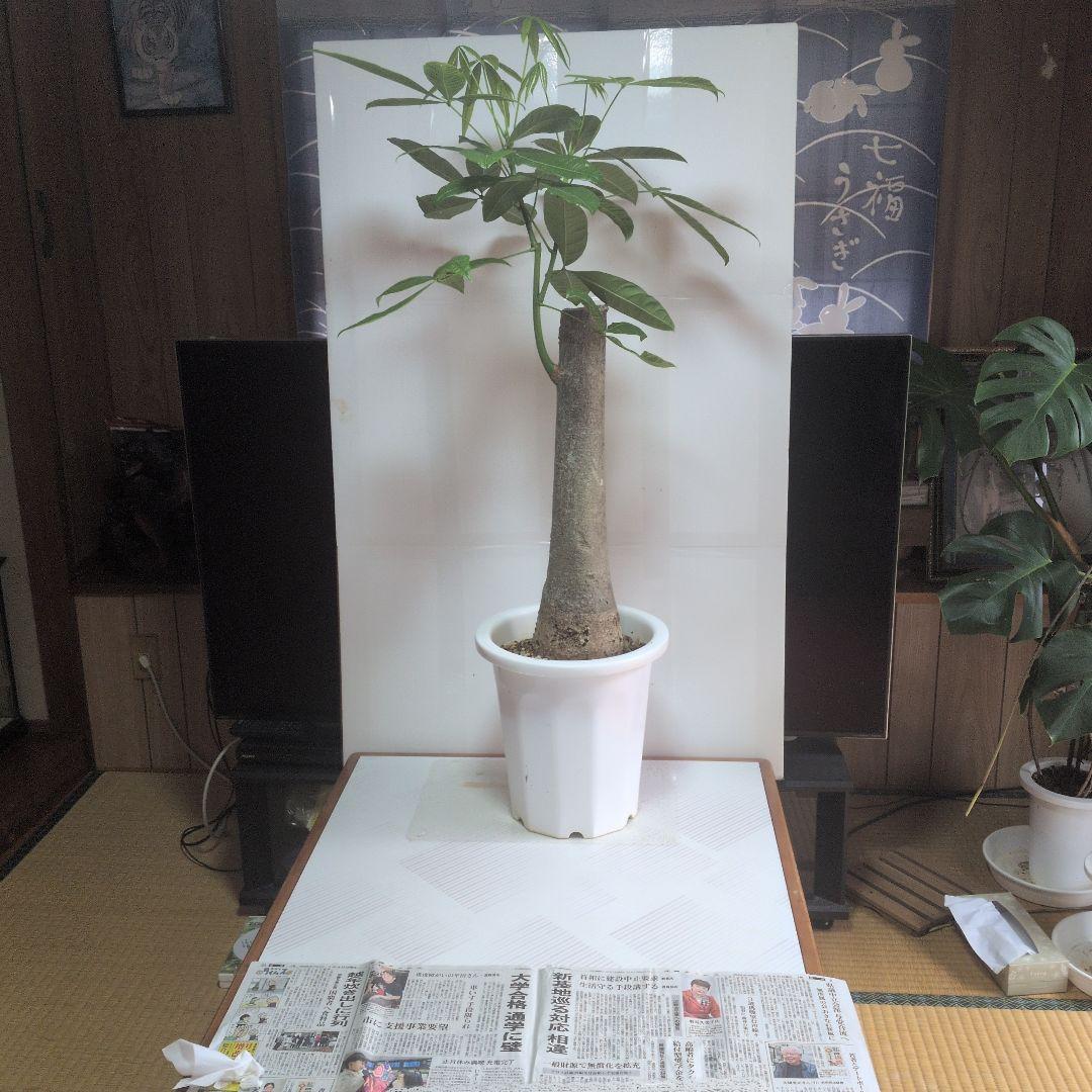 パキラ 大型。観葉植物。鉢ごと無料で発送致します。 。