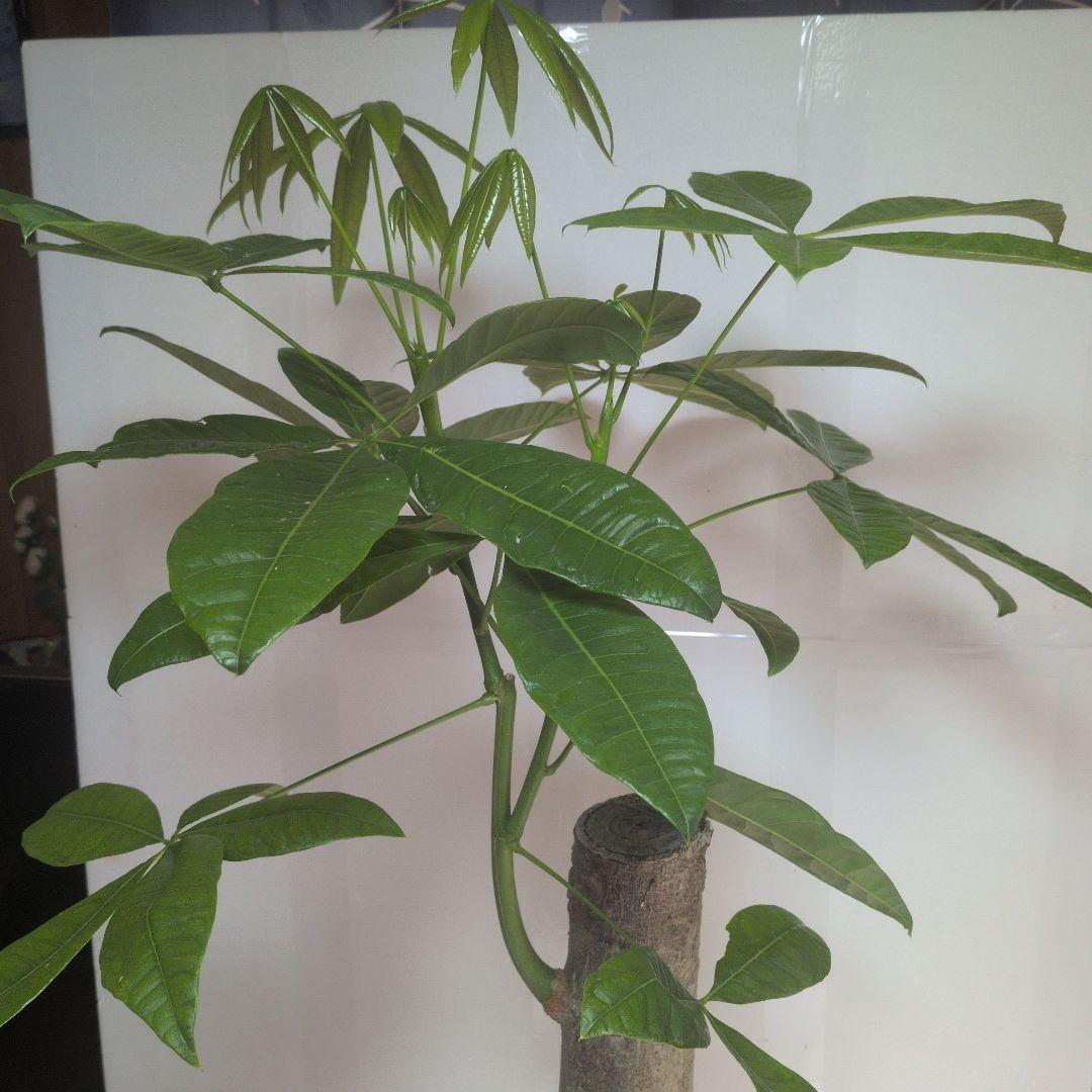 パキラ 大型。観葉植物。鉢ごと無料で発送致します。 。