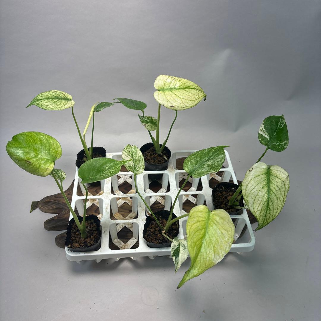 S*a様 5株セットms126ホワイトモンスター／天津蘭 モンステラ斑入り