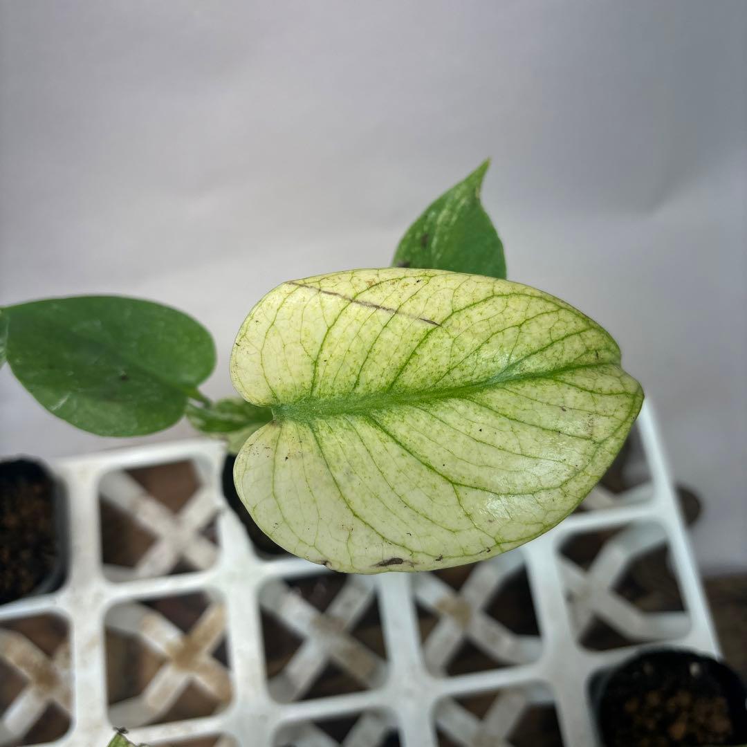 S*a様 5株セットms126ホワイトモンスター／天津蘭 モンステラ斑入り