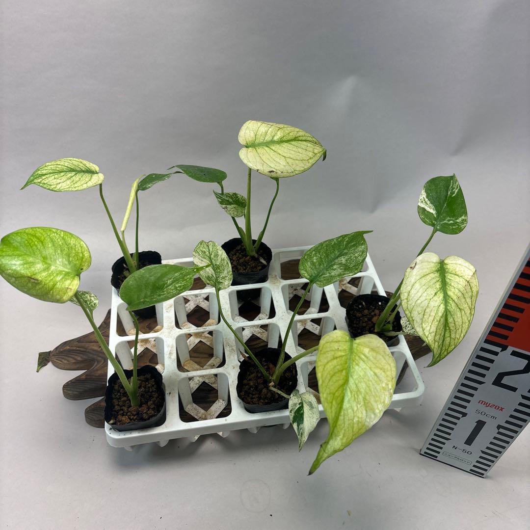 S*a様 5株セットms126ホワイトモンスター／天津蘭 モンステラ斑入り