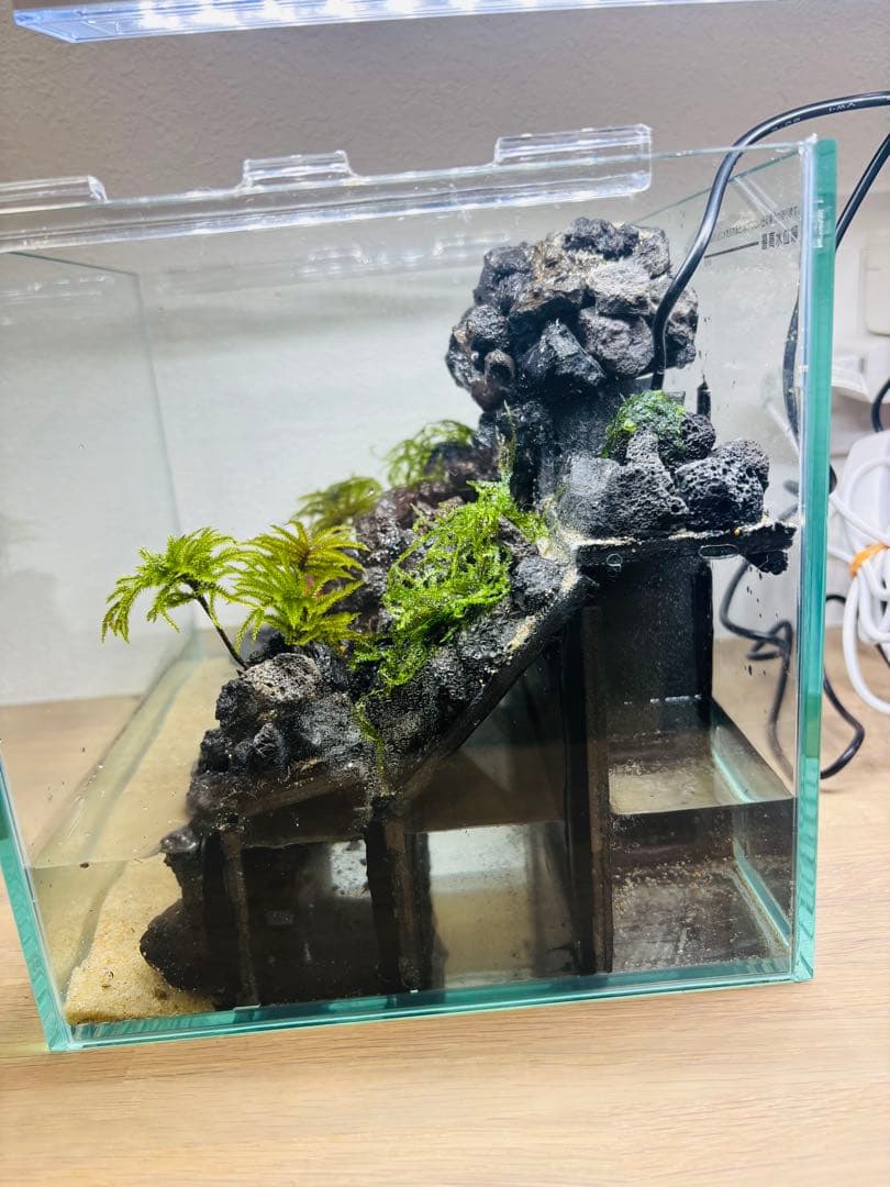 りーり　アクアテラリウム　コウヤノマンネングサ　ウィローモス