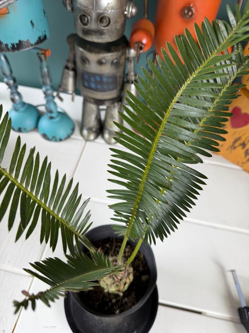 【タイムセール】ディオーン エデュレ / 国内実生 子株付き ソテツ 希少