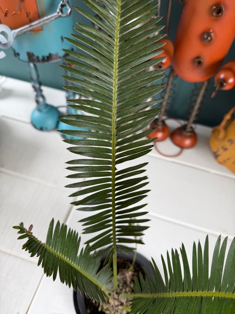 【タイムセール】ディオーン エデュレ / 国内実生 子株付き ソテツ 希少