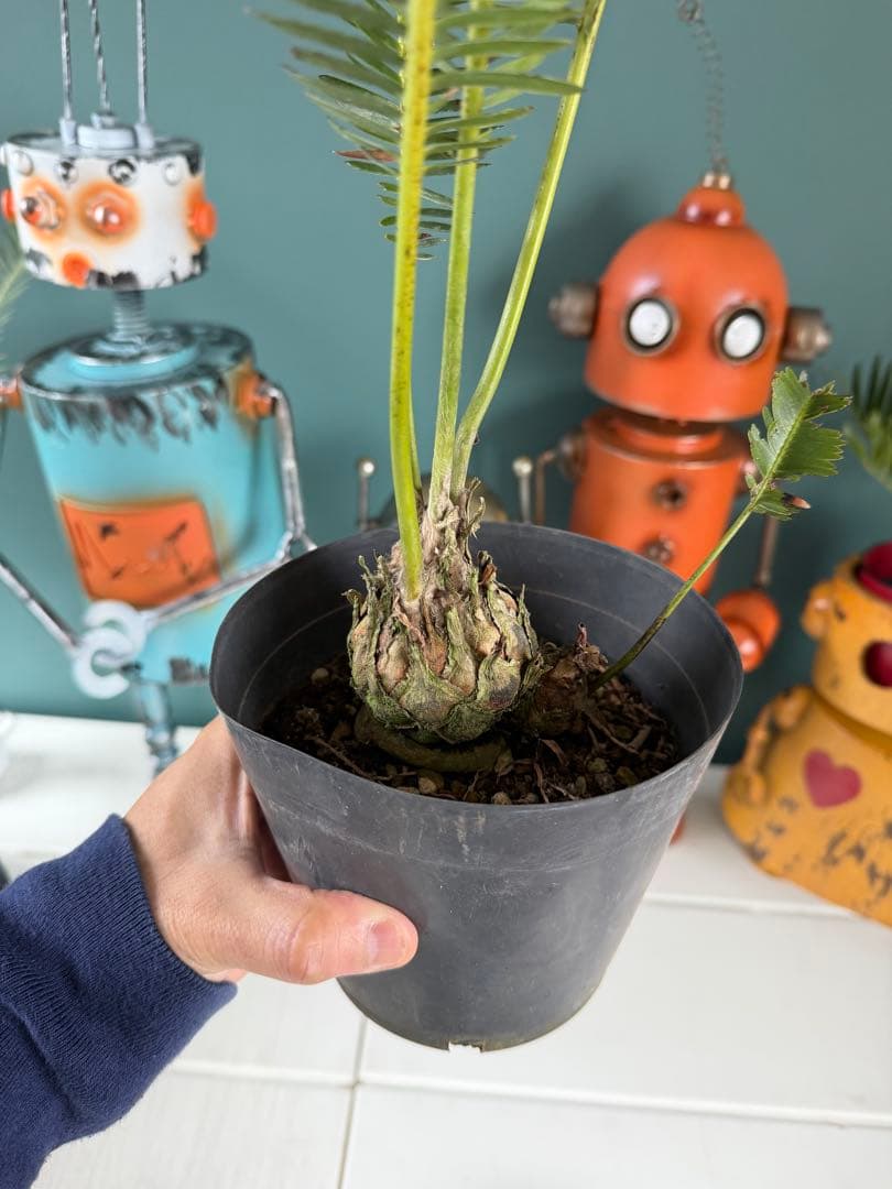 【タイムセール】ディオーン エデュレ / 国内実生 子株付き ソテツ 希少