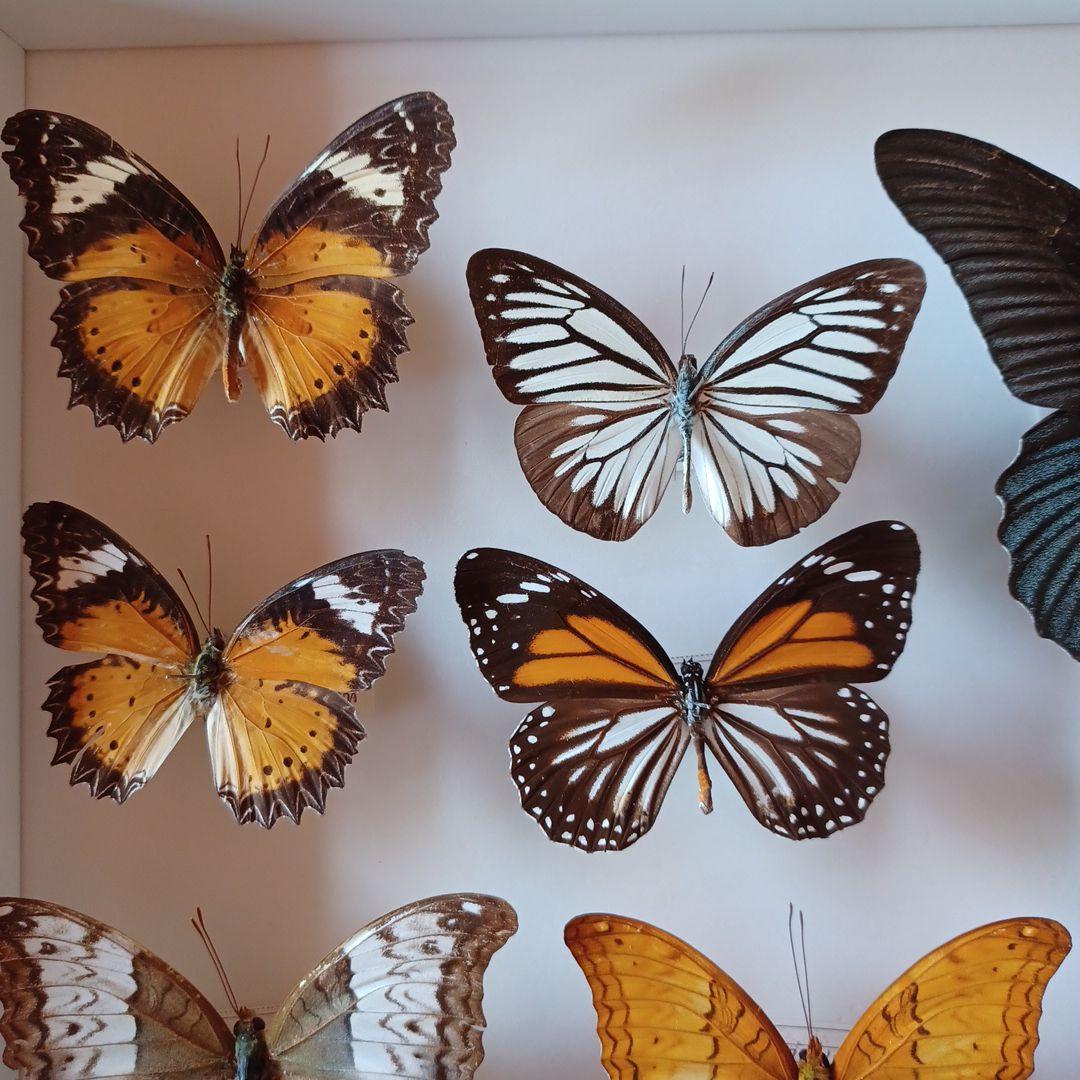 蝶標本　タイ　サムイ島産24頭 +ドイツ箱中型