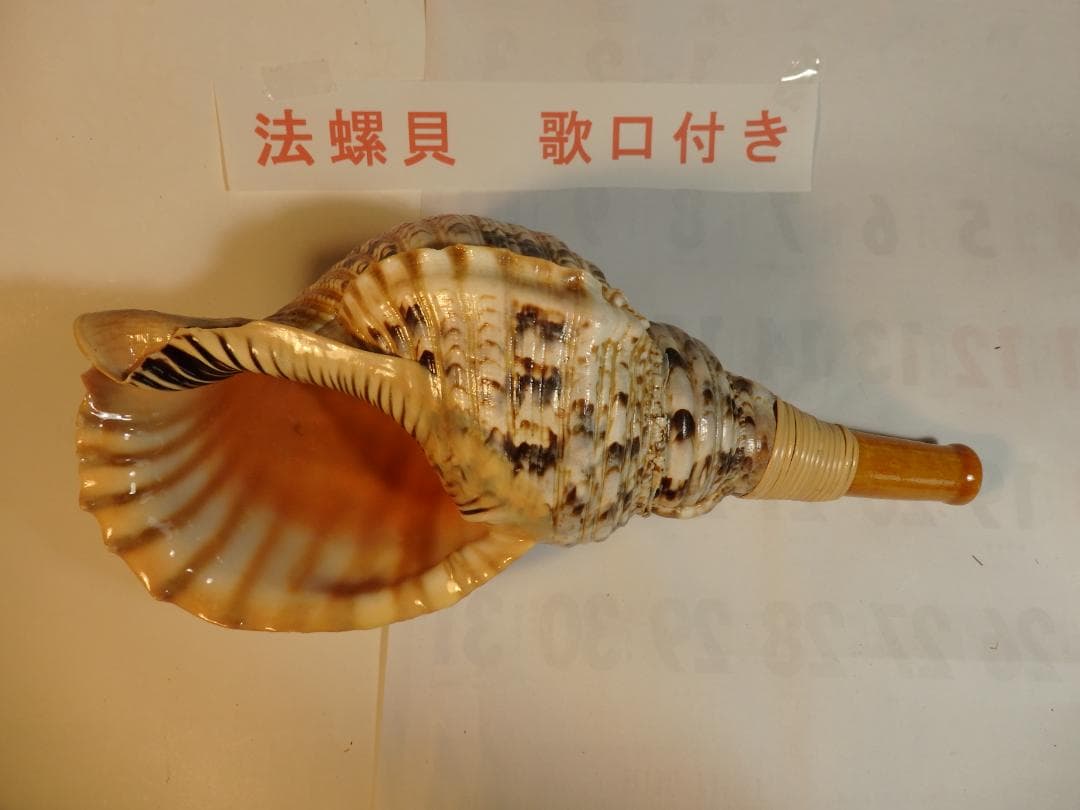 法螺貝 約38㎝ 木製歌口,新品 MH-477