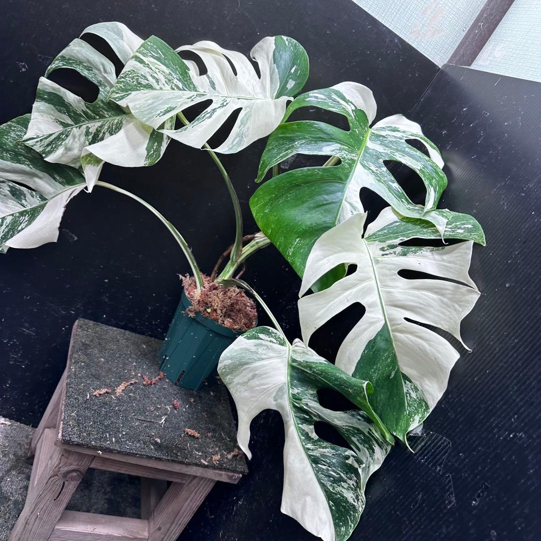 H*I様 斑入りモンステラ ホワイトタイガー極美大株53cm白斑多