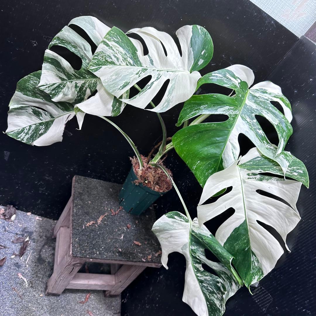 H*I様 斑入りモンステラ ホワイトタイガー極美大株53cm白斑多
