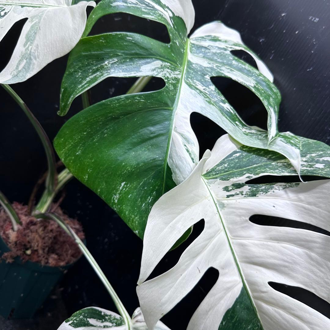 H*I様 斑入りモンステラ ホワイトタイガー極美大株53cm白斑多