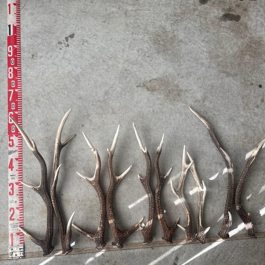 ①鹿の角セット ニホンジカ 10本