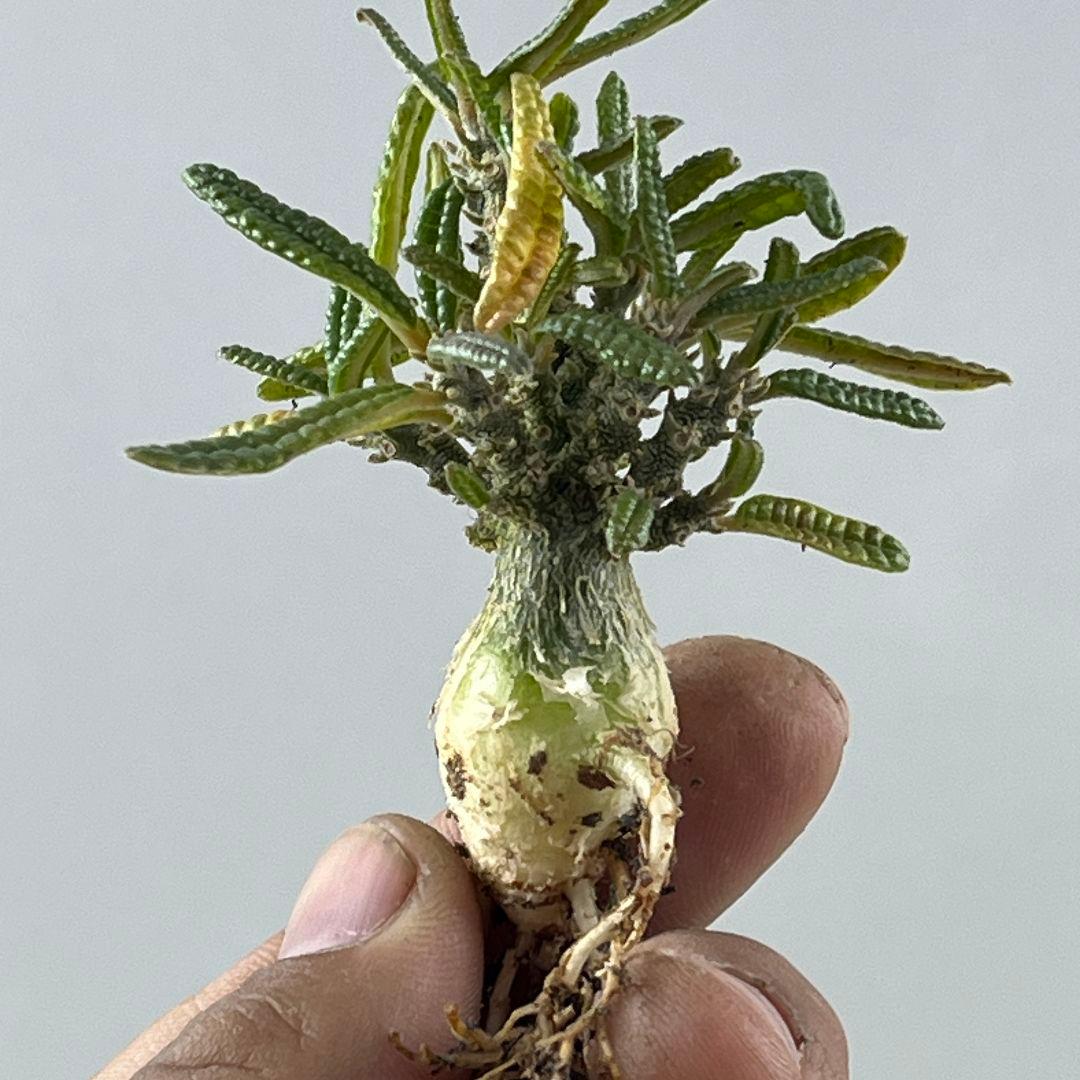 フ*ン様 D61 実生 まん丸 ドルステニア ギガス ブラータ