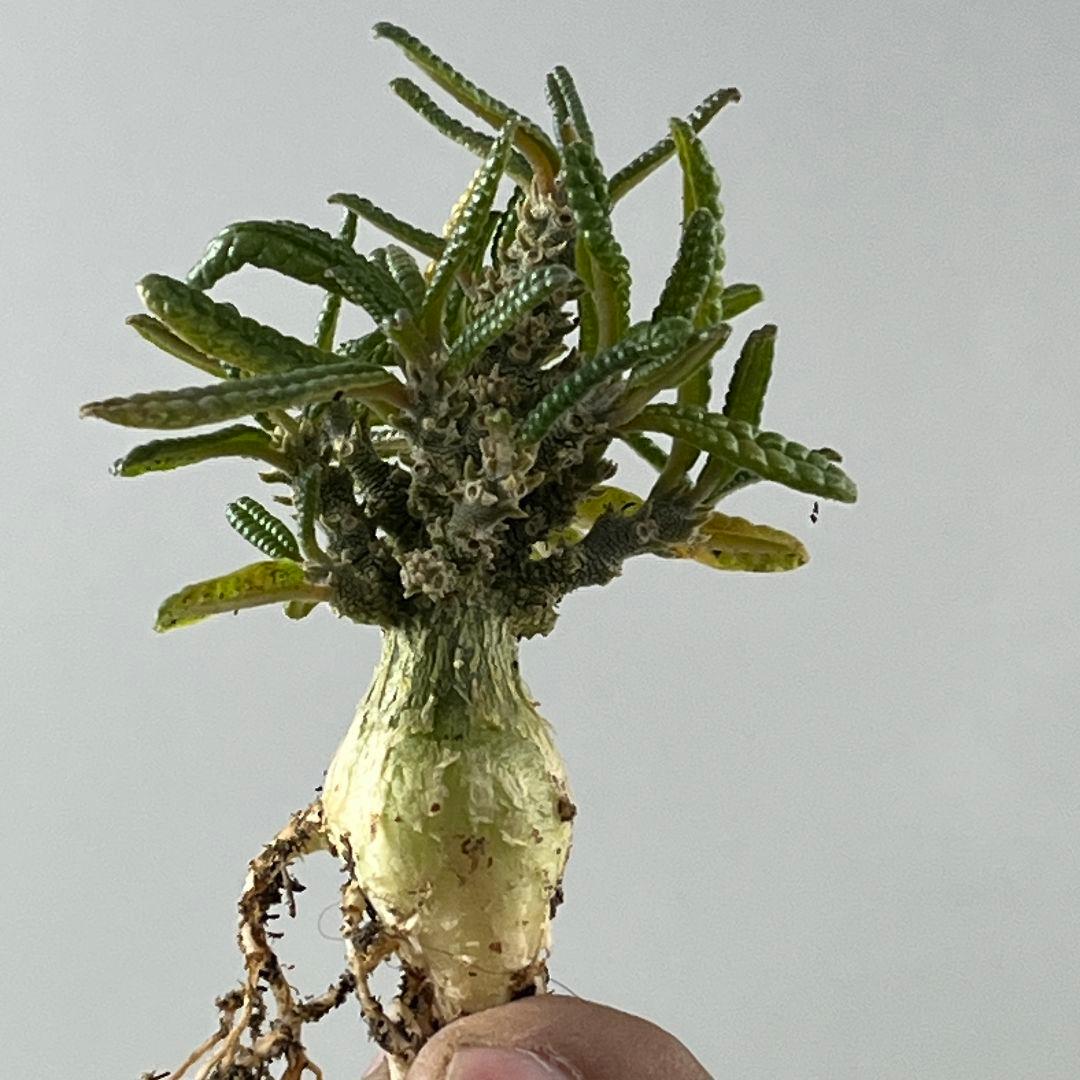 フ*ン様 D61 実生 まん丸 ドルステニア ギガス ブラータ