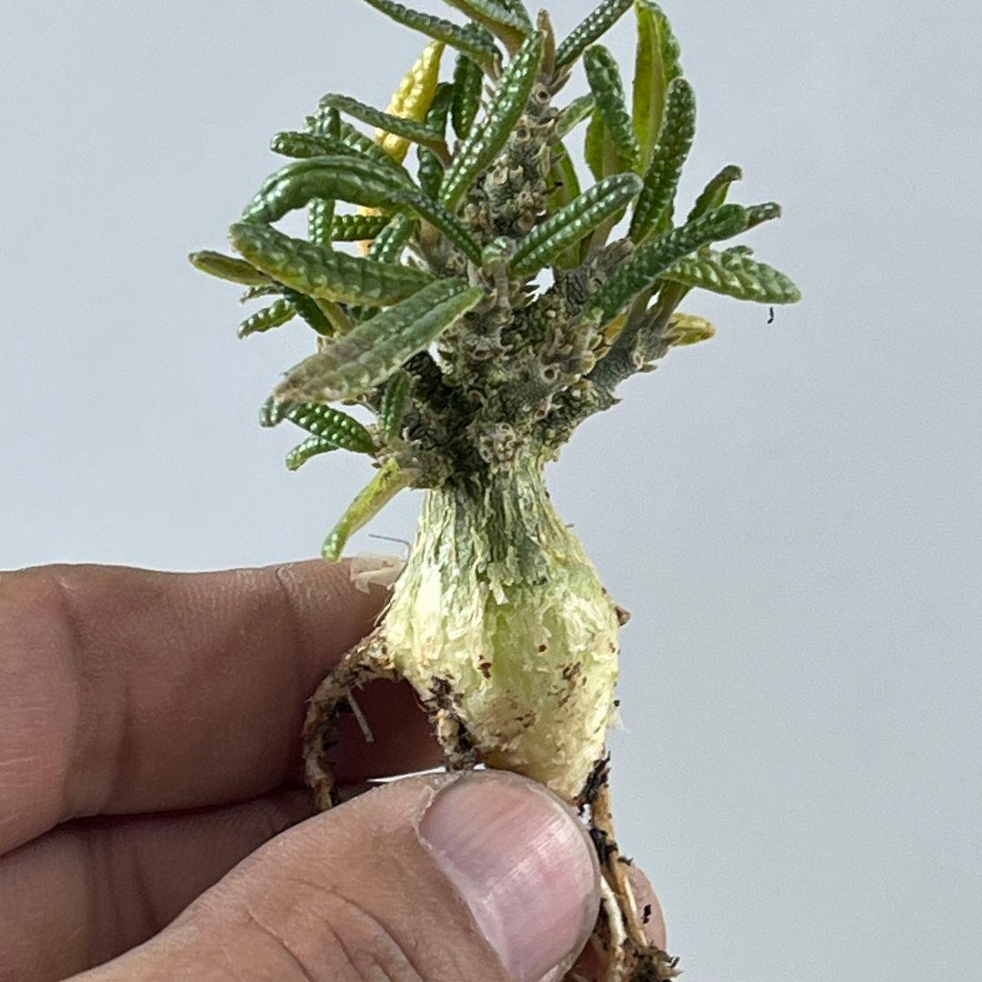 フ*ン様 D61 実生 まん丸 ドルステニア ギガス ブラータ