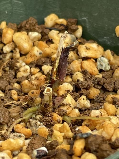 m*o様 タデスミレ 山野草