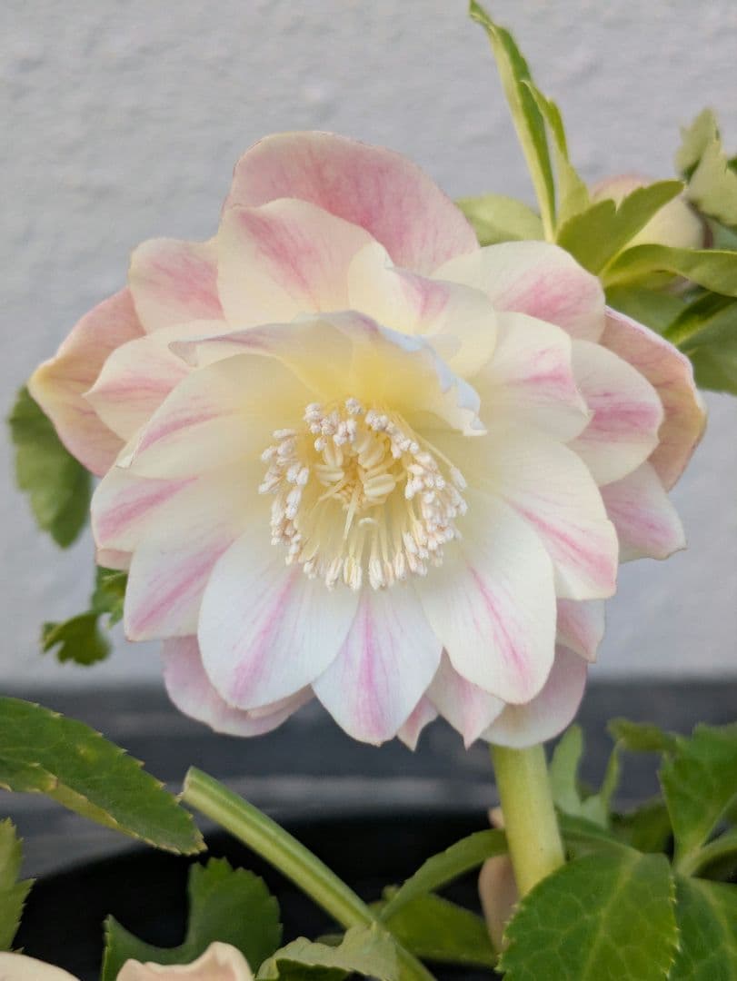 【ふんわり柔らか】広瀬園芸　クリスマスローズ　オーレア系ピンクグラデーションDD