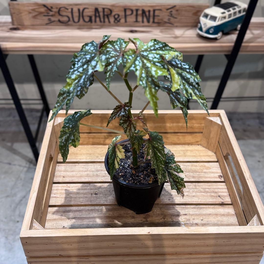 R*9様 10 ベゴニア　イズモノキラボシ　斑入り　ピンク斑に変化　激激レア　日