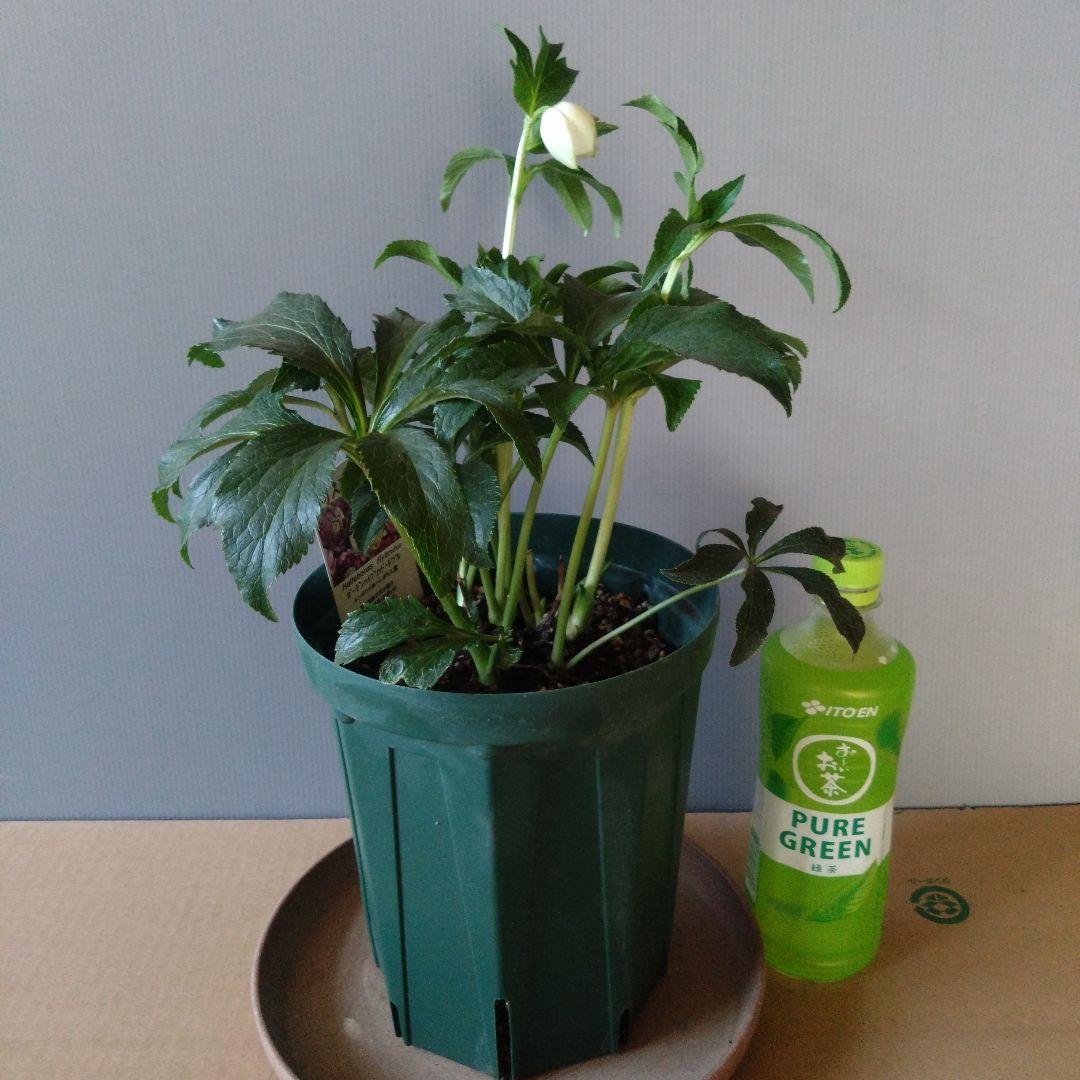 クリスマスローズ　多弁ホワイトブロッチdd　開花見込み大株