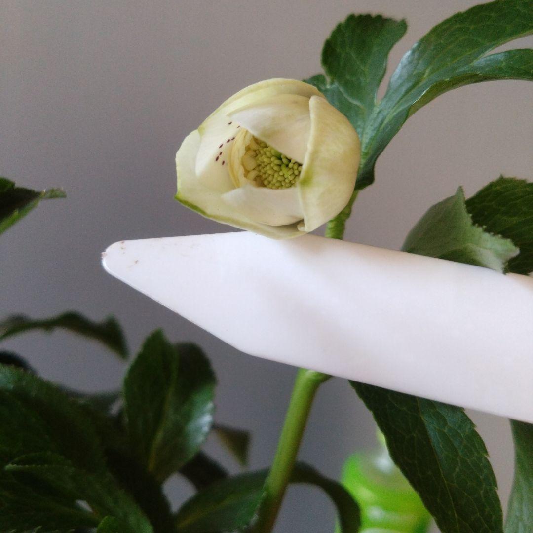 クリスマスローズ　多弁ホワイトブロッチdd　開花見込み大株